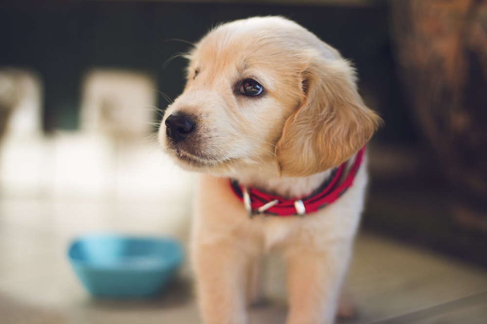 pet health insurance North Brunswick NJ